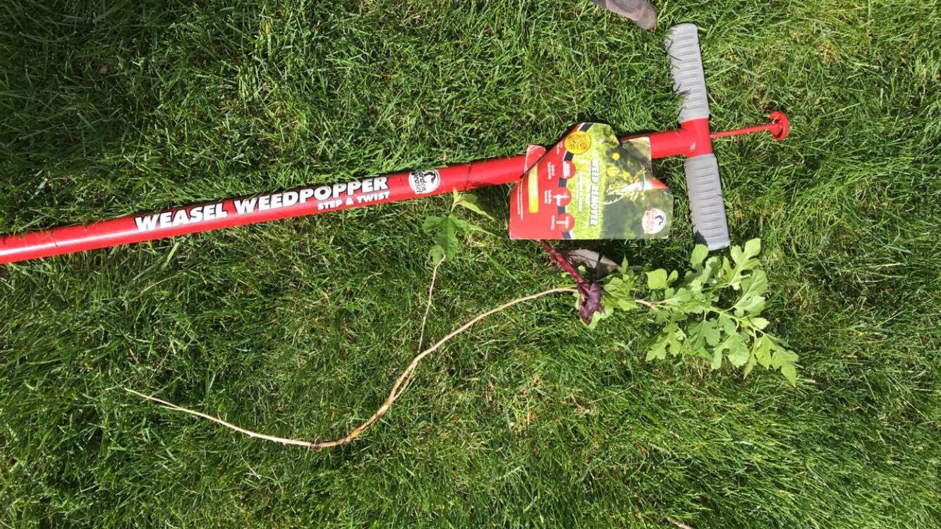 the-garden-weasel-weed-popper-removes-weed-trees-easily