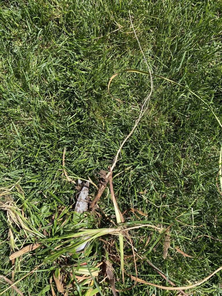 a long-rooted weed tree wrapped around the Weed Popper