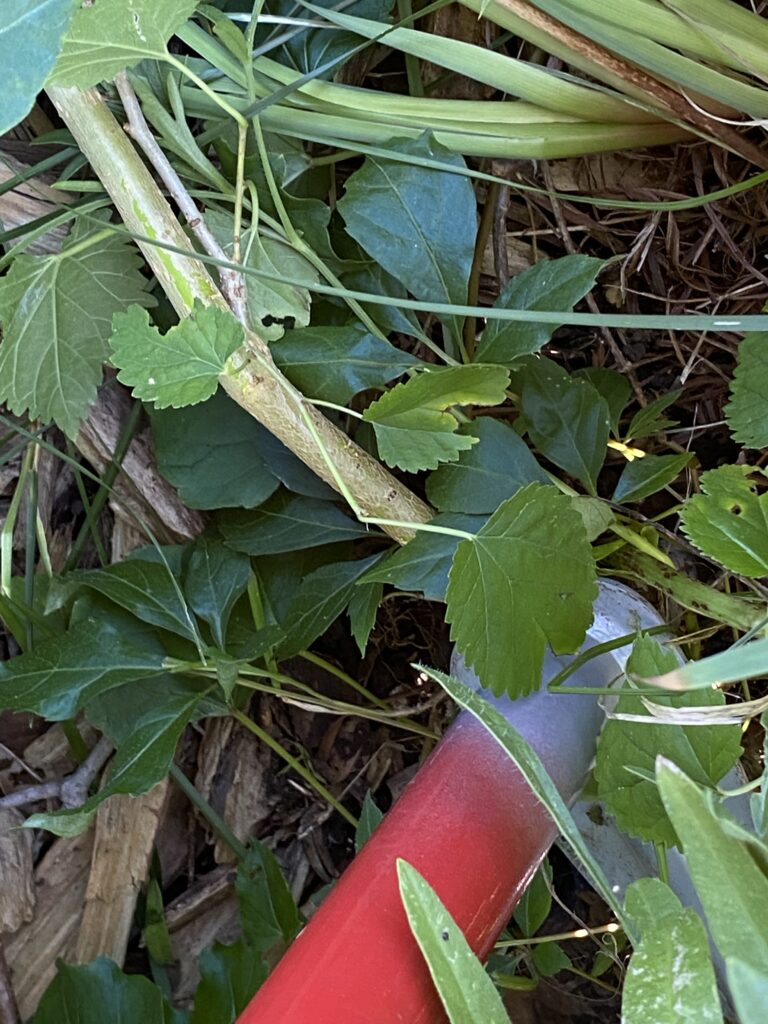 the garden weasel step and twist weed remover in action