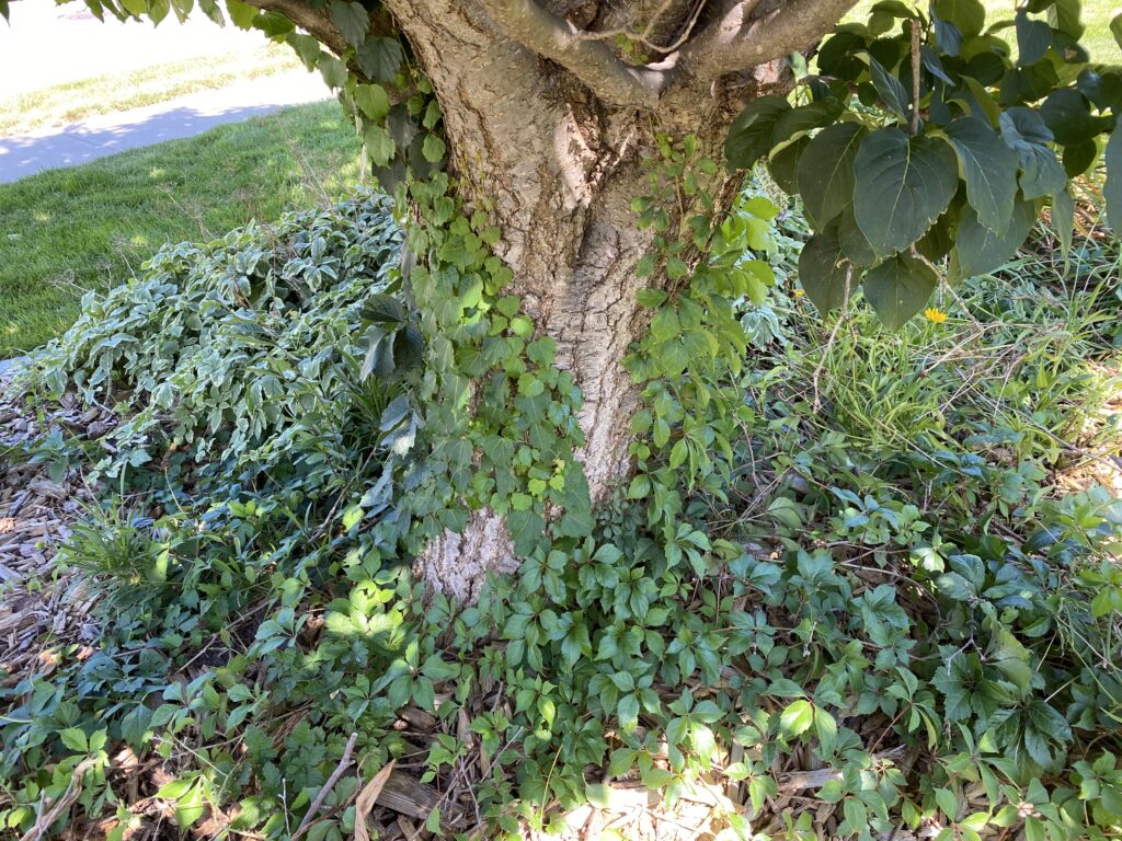 Overgrown Landscape Bed