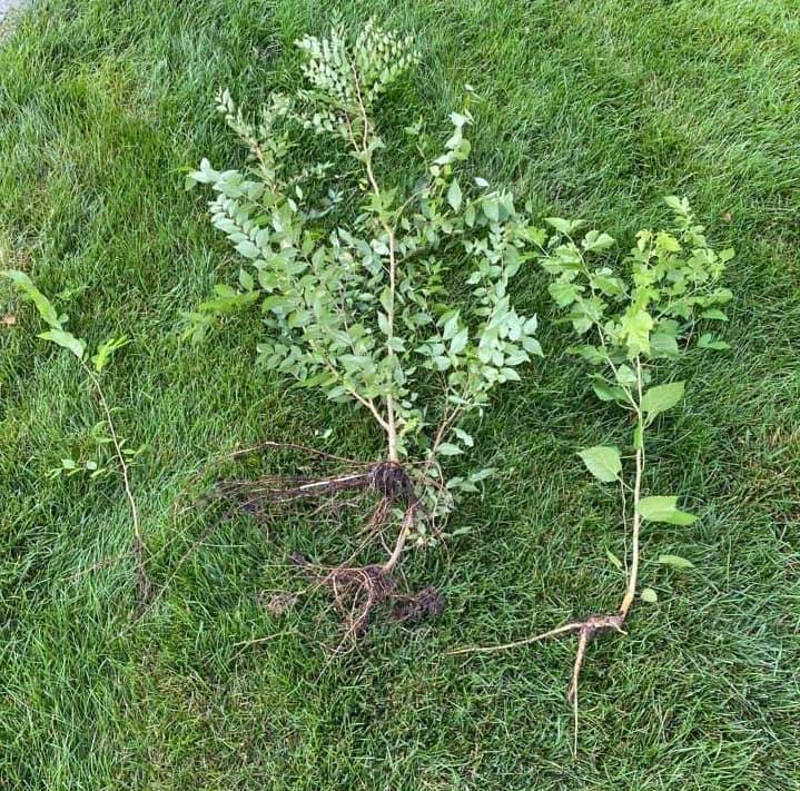 The Garden Weasel Removes Weed Trees